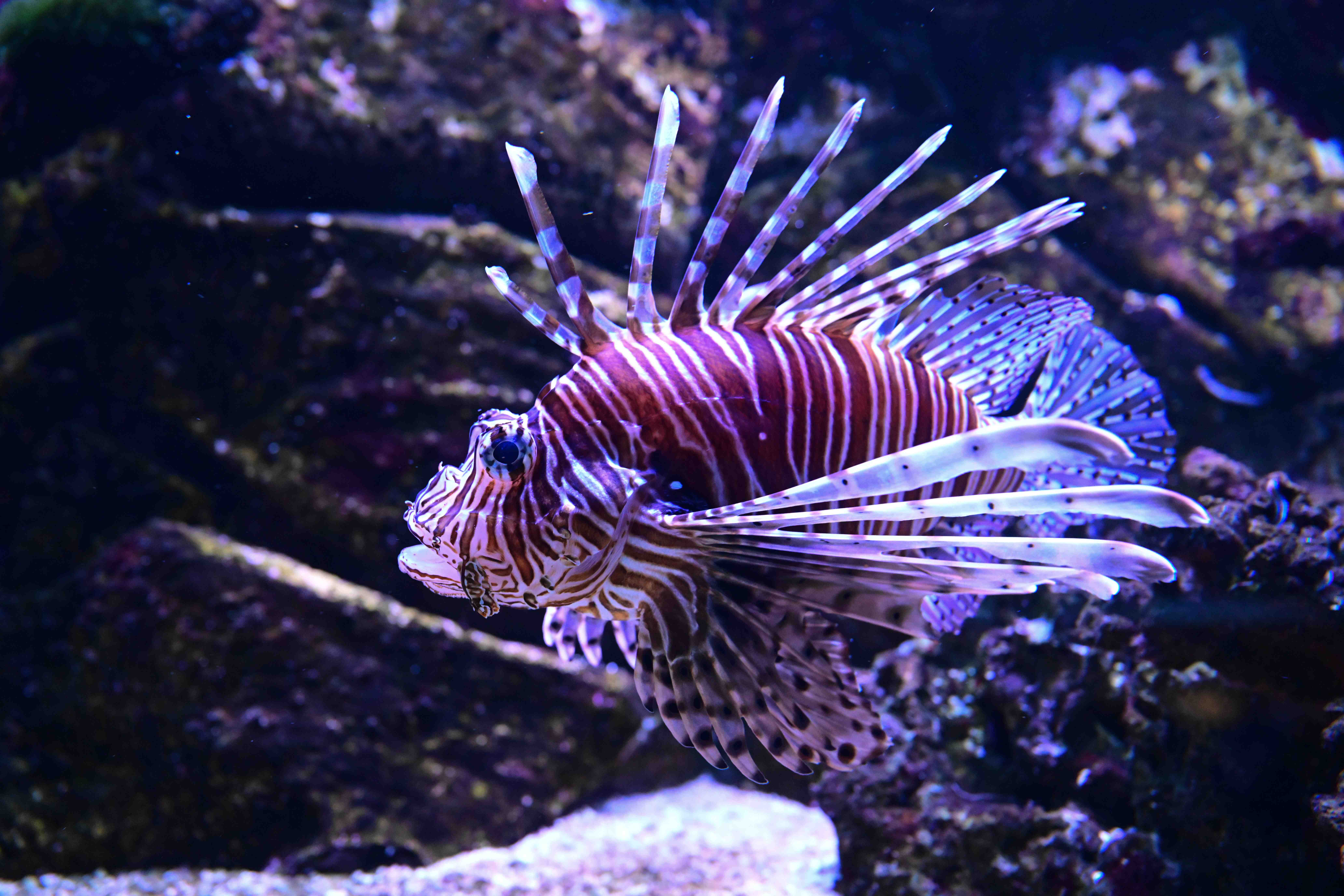 🐠 덩케르크 수족관 (아쿠아리움 드 덩케르크)